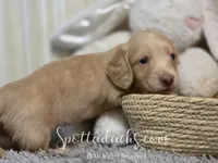 Mint Gold, a male Dachshund for sale in Onalaska, WA – 2 of 5