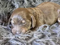 Antaeus, a male Dachshund for sale in Onalaska, WA – Photo 2 of 2