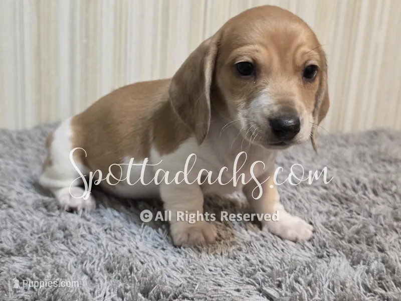 Mowgli – Miniature Dachshund puppy for sale in Onalaska, WA