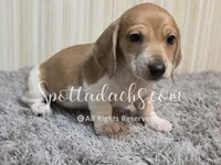Mowgli, a male Miniature Dachshund for sale in Onalaska, WA – 1 of 3