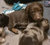 Daddy's Girl, a female Dachshund for sale in Onalaska, WA – 5 of 10