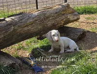 Snowman, a male Dachshund for sale in Onalaska, WA – 4 of 4