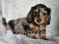 Phantom, a male Dachshund for sale in Onalaska, WA – 4 of 4
