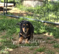 Archie, a male Dachshund for sale in Onalaska, WA – 2 of 10