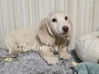Cream Of The Crop, a male Dachshund for sale in Onalaska, WA – 5 of 9