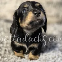 Esmay, a female Dachshund for sale in Onalaska, WA – Photo 1 of 6