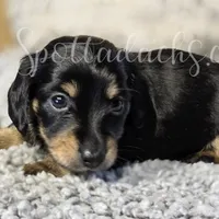 Esmay, a female Dachshund for sale in Onalaska, WA – Photo 6 of 6