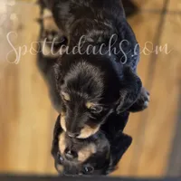 Esmay, a female Dachshund for sale in Onalaska, WA – Photo 5 of 6