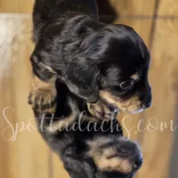 Esmay, a female Dachshund for sale in Onalaska, WA – Photo 4 of 6