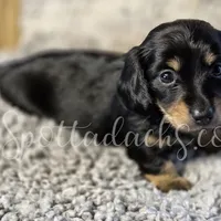 Esmay, a female Dachshund for sale in Onalaska, WA – Photo 3 of 6