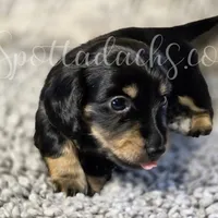 Esmay, a female Dachshund for sale in Onalaska, WA – Photo 2 of 6