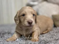 Mint Gold, a male Dachshund for sale in Onalaska, WA – 3 of 5