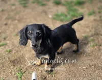 Cloey, a female Dachshund for sale in Onalaska, WA – 3 of 5