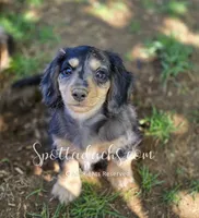 Zorro, a male Dachshund for sale in Onalaska, WA – 8 of 8