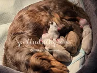 Mint Gold, a male Dachshund for sale in Onalaska, WA – 4 of 5