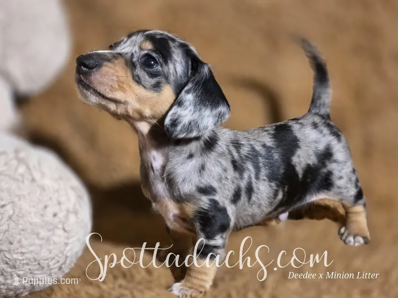 Minions Phil – Miniature Dachshund puppy for sale in Onalaska, WA