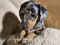 Minions Phil, a male Miniature Dachshund for sale in Onalaska, WA – Photo 3 of 3