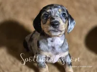 Minions Phil, a male Miniature Dachshund for sale in Onalaska, WA – Photo 2 of 3