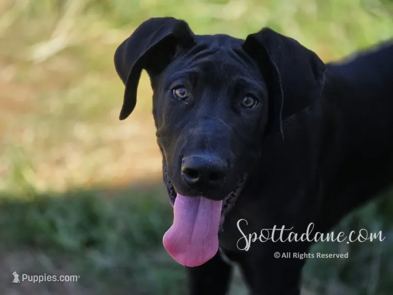 Black Beauty – Great Dane puppy for sale in Onalaska, WA