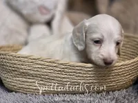 Spot On, a male Dachshund for sale in Onalaska, WA – 2 of 5