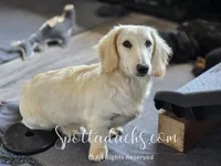Yeti, a male Dachshund for sale in Onalaska, WA – 4 of 7