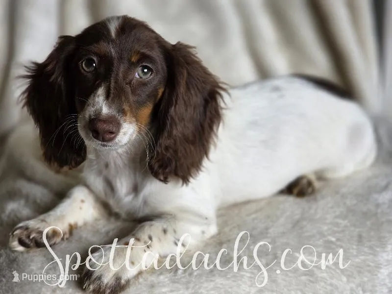 Twister, a female Miniature Dachshund for sale in Onalaska, WA – Photo 1 of 8