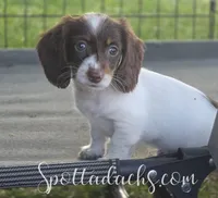 Twister, a female Miniature Dachshund for sale in Onalaska, WA – Photo 6 of 8
