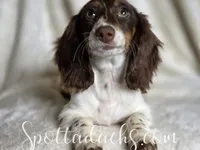 Twister, a female Miniature Dachshund for sale in Onalaska, WA – Photo 4 of 8