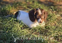 Twister, a female Miniature Dachshund for sale in Onalaska, WA – Photo 5 of 8
