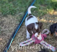 Twister, a female Miniature Dachshund for sale in Onalaska, WA – Photo 8 of 8