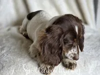 Twister, a female Miniature Dachshund for sale in Onalaska, WA – Photo 3 of 8