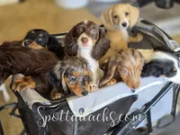 Twister, a female Miniature Dachshund for sale in Onalaska, WA – Photo 7 of 8