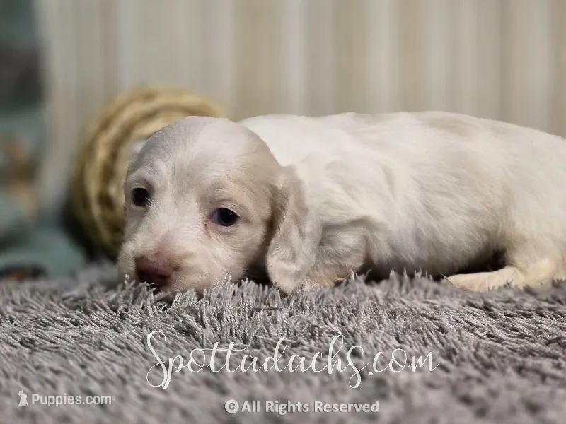 Spot On – Dachshund puppy for sale in Onalaska, WA