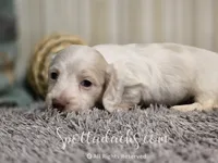 Spot On, a male Dachshund for sale in Onalaska, WA – 1 of 5