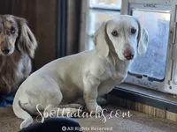 Snowman, a male Dachshund for sale in Onalaska, WA – 3 of 3