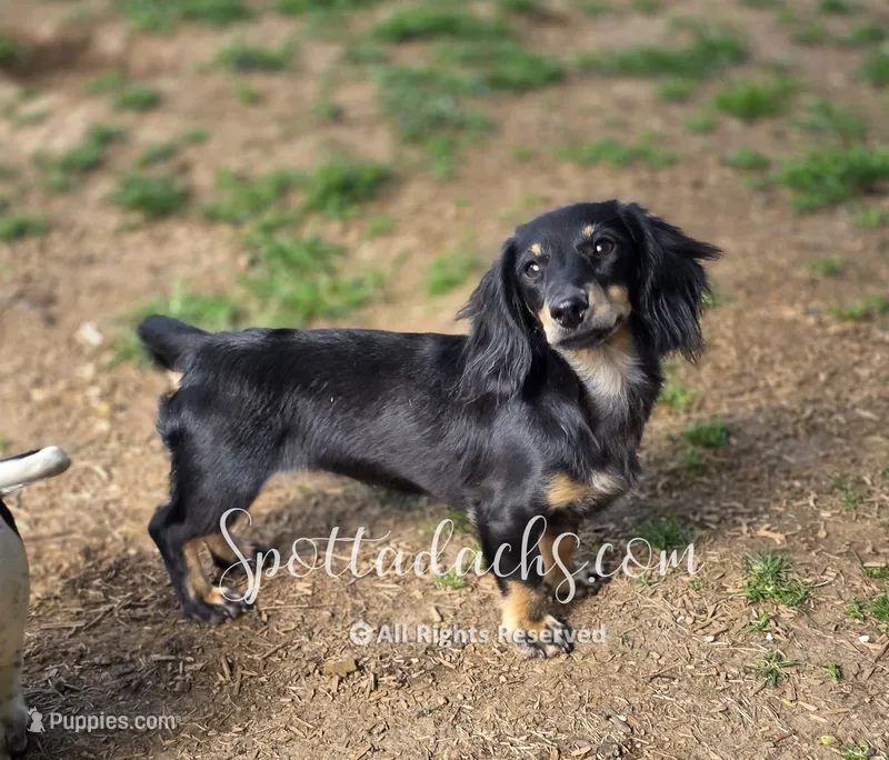 Cloey – Dachshund puppy for sale in Onalaska, WA