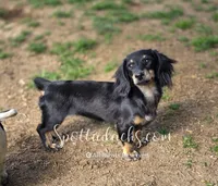 Cloey, a female Dachshund for sale in Onalaska, WA – 1 of 5