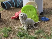 Yeti, a male Dachshund for sale in Onalaska, WA – 4 of 4