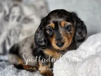 Phantom, a male Dachshund for sale in Onalaska, WA – 2 of 4