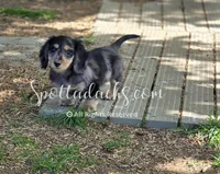 Zorro, a male Dachshund for sale in Onalaska, WA – 4 of 8