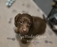 Daddy's Girl, a female Dachshund for sale in Onalaska, WA – 4 of 10