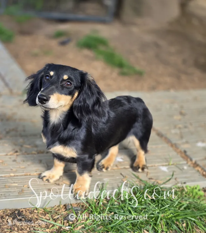Esmay – Dachshund puppy for sale in Onalaska, WA
