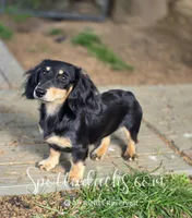 Esmay, a female Dachshund for sale in Onalaska, WA – 1 of 7