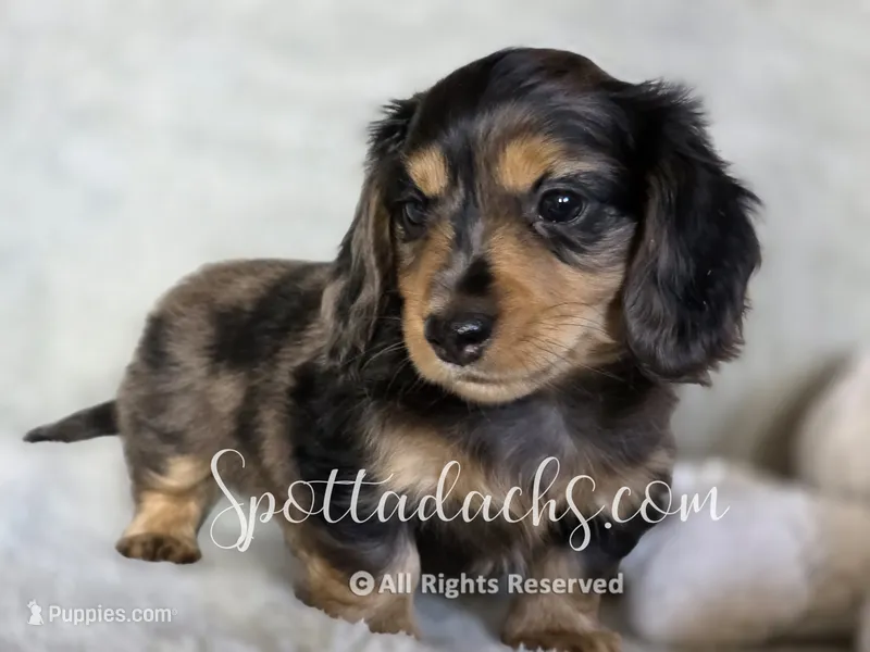 Zorro – Dachshund puppy for sale in Onalaska, WA