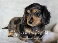 Zorro, a male Dachshund for sale in Onalaska, WA – 2 of 4