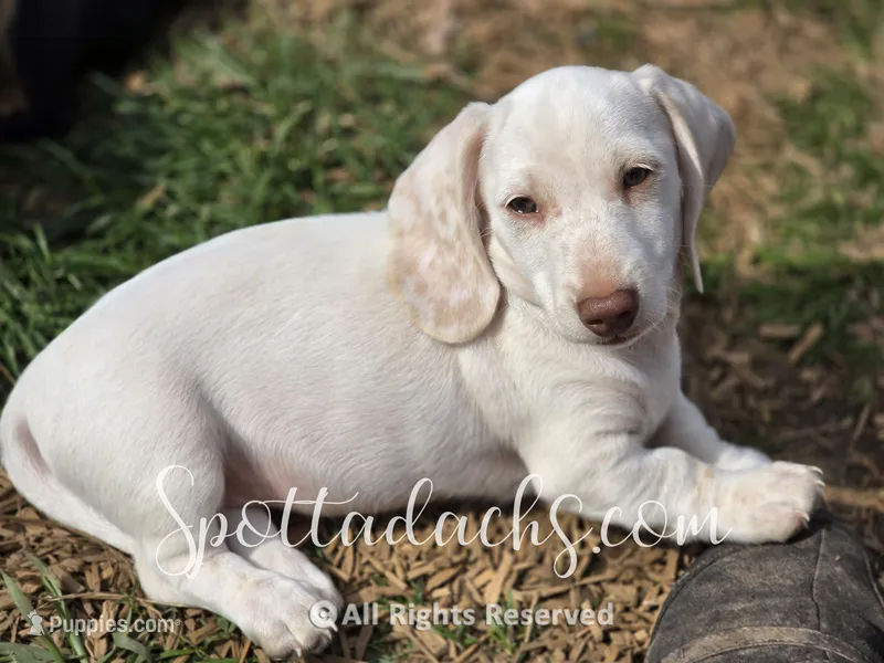 Freckles – Dachshund puppy for sale in Onalaska, WA
