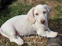 Freckles, a male Dachshund for sale in Onalaska, WA – 6 of 7