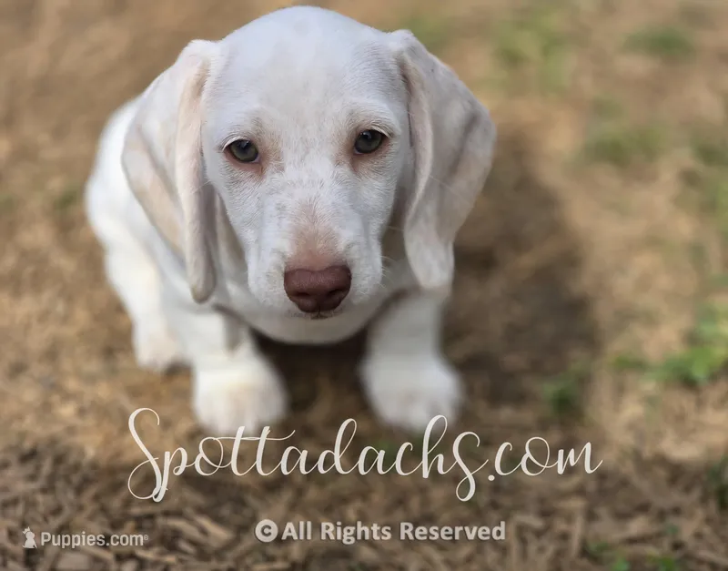 Freckles – Dachshund puppy for sale in Onalaska, WA
