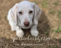 Freckles, a male Dachshund for sale in Onalaska, WA – 2 of 7