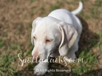 Freckles, a male Dachshund for sale in Onalaska, WA – 4 of 7